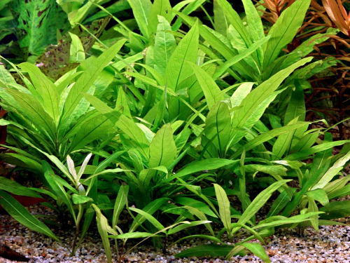 Kirschblattpflanze - Hygrophila corymbosa 'Stricta'